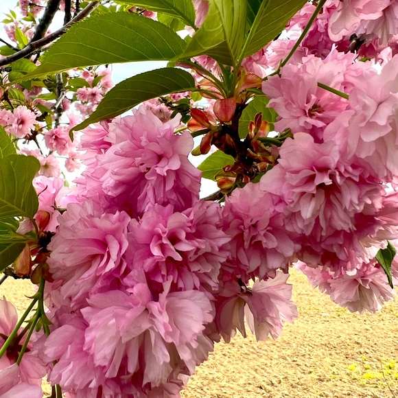 Live show 1-100 - Picture 1 of 1